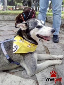 Ράτσα: Σιβηριανός Χάσκι - Siberian Husky | Ηλικία: 3 ετών | Φύλο: Θηλυκό | Αρ. Microchip: 941000019884635 | Περιοχή: Χαϊδάρι, Αττική