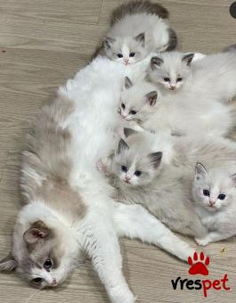 Ράτσα: Ράγκντολ | Ηλικία: 2,5 μηνών | Φύλο: Θηλυκό | Αρ. Microchip: 985113009733221 | Ιδιώτης | Pedigree | Περιοχή: Αθήνα, Αττική