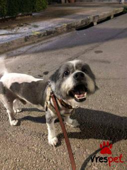 Ράτσα: Άγνωστο - Ημίαιμο | Ηλικία: 5+ | Φύλο: Αρσενικό | Αρ. Microchip: - | Ημίαιμο | Περιοχή: Νέα Σμύρνη, Αττική