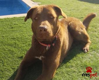 Ράτσα: Λαμπραντόρ - Labrador | Ηλικία: 4 ετών | Φύλο: Θηλυκό | Αρ. Microchip: 900182002198503 | Περιοχή: Κρωπία, Αττική