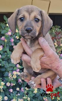 Ράτσα: Άγνωστο - Ημίαιμο | Ηλικία: 2 μηνών | Φύλο: Αρσενικό | Αρ. Microchip: 0 | Ημίαιμο | Περιοχή: Γλυφάδα, Αττική