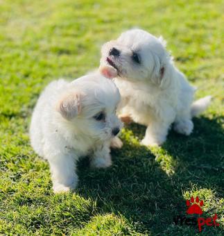 Ράτσα: Μαλτέζ - Maltese | Ηλικία: 2,5 μηνών | Φύλο: Αρσενικό | Αρ. Microchip: 901600300267890 | Ιδιώτης | Εκπαιδευμένο | Pedigree | Περιοχή: Αθήνα, Αττική