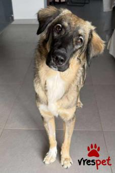 Ράτσα: Άγνωστο - Ημίαιμο | Ηλικία: 3 μηνών | Φύλο: Θηλυκό | Αρ. Microchip: 0 | Ημίαιμο | Περιοχή: Γλυφάδα, Αττική