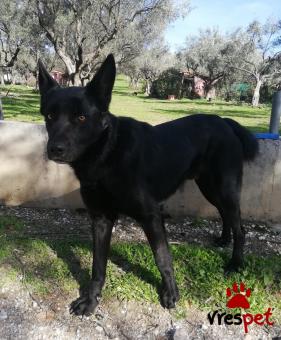 Ράτσα: Βελγικός Ποιμενικός - Belgian Sheepdog | Ηλικία: 1 έτους | Φύλο: Αρσενικό | Αρ. Microchip: 467542457896467566 | Περιοχή: Σαρωνικός, Αττική