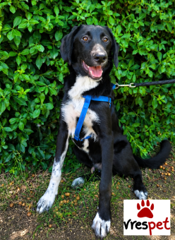 Ράτσα: Λαμπραντόρ - Labrador | Ηλικία: 2 ετών | Φύλο: Αρσενικό | Αρ. Microchip: 0 | Ημίαιμο | Περιοχή: Γλυφάδα, Αττική
