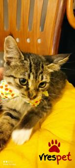 Ράτσα: Άγνωστο - Ημίαιμο | Ηλικία: 2,5 μηνών | Φύλο: Αρσενικό | Αρ. Microchip: 000000000000008 | Περιοχή: Καλύβια Θορικού, Αττική