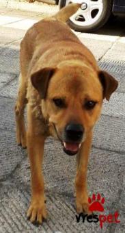 Ράτσα: Γκόλντεν Ριτρίβερ - Golden Retriever | Ηλικία: 4 ετών | Φύλο: Αρσενικό | Αρ. Microchip: 911021345213144 | Περιοχή: Χαϊδάρι, Αττική