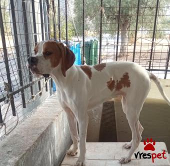 Ράτσα: Άγνωστο - Ημίαιμο | Ηλικία: 1 έτους | Φύλο: Θηλυκό | Αρ. Microchip: 000000000000000000000 | Ημίαιμο | Περιοχή: Χαϊδάρι, Αττική