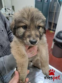 Ράτσα: Άγνωστο - Ημίαιμο | Ηλικία: 2,5 μηνών | Φύλο: Αρσενικό | Αρ. Microchip: 0 | Ημίαιμο | Περιοχή: Γλυφάδα, Αττική