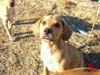 Ράτσα: Λαμπραντόρ - Labrador | Ηλικία: 2,5 μηνών | Φύλο: Θηλυκό | Αρ. Microchip: 00000000000000000 | 