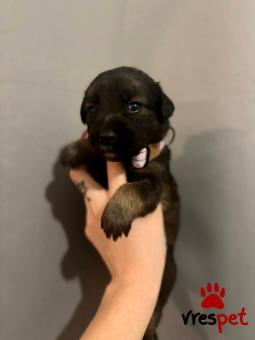 Ράτσα: Άγνωστο - Ημίαιμο | Ηλικία: 2 μηνών | Φύλο: Αρσενικό | Αρ. Microchip: 999999999999 | Περιοχή: Νέα Σμύρνη, Αττική