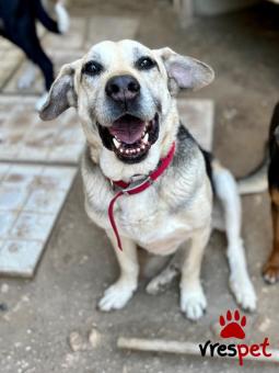 Ράτσα: Άγνωστο - Ημίαιμο | Ηλικία: 5+ | Φύλο: Θηλυκό | Αρ. Microchip: - | Περιοχή: Νέα Σμύρνη, Αττική