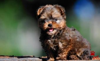 Ράτσα: Γιόρκσάϊρ τεριέ - Yorkshire Terrier | Ηλικία: 2,5 μηνών | Φύλο: Θηλυκό | Αρ. Microchip: 92220967893220 | Έμπορος | Ιδιώτης | Εκπαιδευμένο | Pedigree | Περιοχή: Αθήνα, Αττική