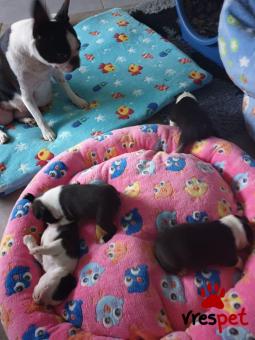 Ράτσα: Τεριέ Βοστόνης - Boston terrier | Ηλικία: 2,5 μηνών | Φύλο: Θηλυκό | Αρ. Microchip: 985113219734721 | Ιδιώτης | Εκπαιδευμένο | Pedigree | Περιοχή: Αθήνα, Αττική