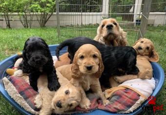 Ράτσα: Κόκερ Σπάνιελ - Cockerspaniel | Ηλικία: 3 μηνών | Φύλο: Θηλυκό | Αρ. Microchip: 985113782734721 | Ιδιώτης | Εκπαιδευμένο | Pedigree | Περιοχή: Αθήνα, Αττική