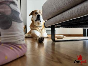 Ράτσα: Άγνωστο - Ημίαιμο | Ηλικία: 2 ετών | Φύλο: Αρσενικό | Αρ. Microchip: - | Περιοχή: Νέα Σμύρνη, Αττική