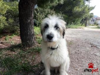 Ράτσα: Ελληνικός Ποιμενικός - Greek Shepherd | Ηλικία: 6 μηνών | Φύλο: Αρσενικό | Αρ. Microchip: 900909090909095 | Περιοχή: Λαυρεωτική, Αττική