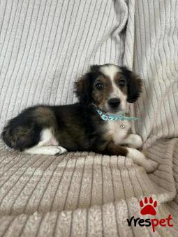 Ράτσα: Άγνωστο - Ημίαιμο | Ηλικία: 3 μηνών | Φύλο: Αρσενικό | Αρ. Microchip: 000000000000000000000 | Ημίαιμο | Περιοχή: Χαϊδάρι, Αττική