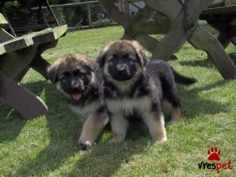 Ράτσα: Ελληνικός Ποιμενικός - Greek Shepherd | Ηλικία: 3 μηνών | Φύλο: Θηλυκό | Αρ. Microchip: 902789409389029 | Ιδιώτης | Εκπαιδευμένο | Pedigree | Περιοχή: Αθήνα, Αττική