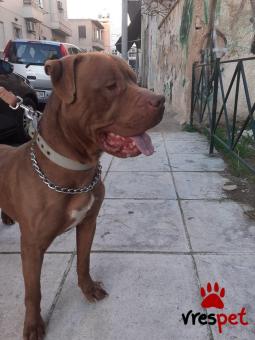 Ράτσα: Πίτ μπούλ - pitbull | Ηλικία: 4 ετών | Φύλο: Αρσενικό | Αρ. Microchip: 978101082807432 | Περιοχή: Μοσχάτο Ταύρος, Αττική