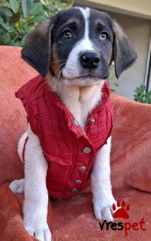 Ράτσα: Άγνωστο - Ημίαιμο | Ηλικία: 2,5 μηνών | Φύλο: Αρσενικό | Αρ. Microchip: 0 | Ημίαιμο | Περιοχή: Γλυφάδα, Αττική