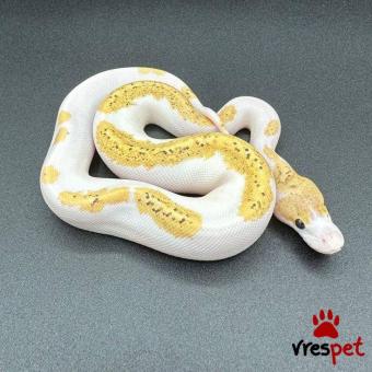 Είδος: Φίδι | Περιοχή: Αθήνα, Αττική