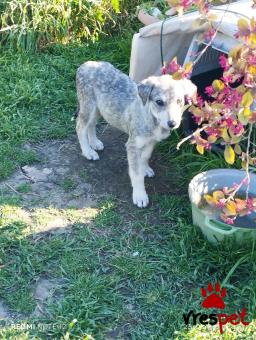 Ράτσα: Άγνωστο - Ημίαιμο | Ηλικία: 3 μηνών | Φύλο: Θηλυκό | Αρ. Microchip: 0000000000000000000000000000000000 | Περιοχή: Διόν Όλυμπος, Μακεδονία