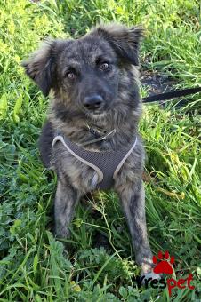 Ράτσα: Κοκόνι - Kokoni | Ηλικία: 2 ετών | Φύλο: Αρσενικό | Αρ. Microchip: 0 | Ημίαιμο | Περιοχή: Γλυφάδα, Αττική