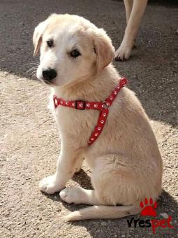 Ράτσα: Άγνωστο - Ημίαιμο | Ηλικία: 2 μηνών | Φύλο: Θηλυκό | Αρ. Microchip: 0000000 | Περιοχή: Κορδελιό Εύοσμος, Θεσσαλονίκη