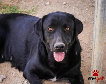 Ράτσα: Λαμπραντόρ - Labrador | Ηλικία: 2 ετών | Φύλο: Θηλυκό | Αρ. Microchip: 0000000000000000000 | 