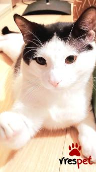 Ράτσα: Γάτα του Αιγαίου | Ηλικία: 7 μηνών | Φύλο: Αρσενικό | Αρ. Microchip: 000000000000 | Ιδιώτης | Περιοχή: Θεσσαλονίκη, Θεσσαλονίκη