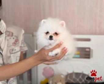 Ράτσα: Πομεράνιαν - Pomeranian | Ηλικία: 3 μηνών | Φύλο: Αρσενικό | Αρ. Microchip: 9745854690228 | Ιδιώτης | Εκπαιδευμένο | Pedigree | Περιοχή: Αττική