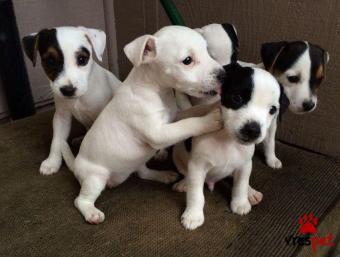 Ράτσα: Τζακ Ράσελ Τεριέ - Jack Russell Terrier | Ηλικία: 3 μηνών | Φύλο: Αρσενικό | Αρ. Microchip: 978101567345678 | Ιδιώτης | Εκπαιδευμένο | Pedigree | Περιοχή: Αθήνα, Αττική