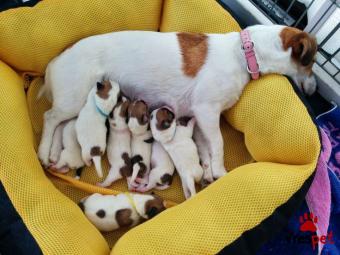 Ράτσα: Τζακ Ράσελ Τεριέ - Jack Russell Terrier | Ηλικία: 2,5 μηνών | Φύλο: Θηλυκό | Αρ. Microchip: 985113009843878 | Ιδιώτης | Εκπαιδευμένο | Pedigree | Περιοχή: Αθήνα, Αττική