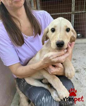 Ράτσα: Άγνωστο - Ημίαιμο | Ηλικία: 3 μηνών | Φύλο: Αρσενικό | Αρ. Microchip: 000000000000008 | Περιοχή: Καλύβια Θορικού, Αττική