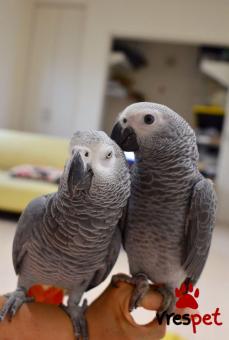 Είδος: Παπαγάλοι | Ιδιώτης | Περιοχή: Αθήνα, Αττική