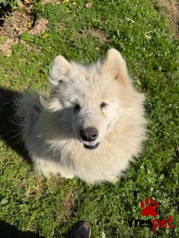 Ράτσα: Σαμογιέντ - Samoyede | Ηλικία: 4 ετών | Φύλο: Αρσενικό | Αρ. Microchip: 000000000000 | Περιοχή: Αττική