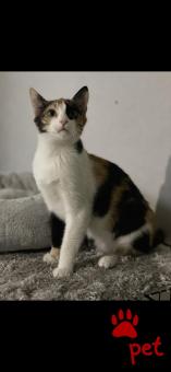 Ράτσα: Άγνωστο - Ημίαιμο | Ηλικία: 4 μηνών | Φύλο: Θηλυκό | Αρ. Microchip: 0000000000 | Περιοχή: Γέρακας, Αττική