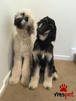 Ράτσα: Αφγανικό λαγωνικό -Afghan Hound | Ηλικία: 3 μηνών | Φύλο: Αρσενικό | Αρ. Microchip: 978101055635678 | Ιδιώτης | Εκπαιδευμένο | Pedigree | Περιοχή: Αθήνα, Αττική