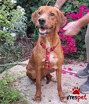 Ράτσα: Λαμπραντόρ - Labrador | Ηλικία: 3 ετών | Φύλο: Αρσενικό | Αρ. Microchip: 0 | Ημίαιμο | Περιοχή: Γλυφάδα, Αττική