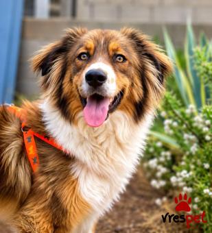 Ράτσα: Κόλι - Collie | Ηλικία: 2 ετών | Φύλο: Αρσενικό | Αρ. Microchip: 0 | Ημίαιμο | Περιοχή: Γλυφάδα, Αττική