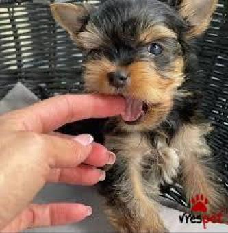 Ράτσα: Γιόρκσάϊρ τεριέ - Yorkshire Terrier | Ηλικία: 2 μηνών | Φύλο: Θηλυκό | Αρ. Microchip: 832744 | Ιδιώτης | Εκπαιδευμένο | Pedigree | Περιοχή: Αττική