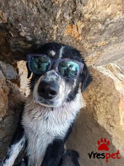 Ράτσα: Ελληνικός Ποιμενικός - Greek Shepherd | Ηλικία: 1 έτους | Φύλο: Αρσενικό | Αρ. Microchip: 0 | Ημίαιμο | Περιοχή: Γλυφάδα, Αττική