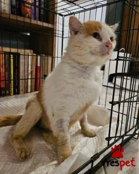 Ράτσα: Άγνωστο - Ημίαιμο | Ηλικία: 3 ετών | Φύλο: Αρσενικό | Αρ. Microchip: - | Περιοχή: Νέα Σμύρνη, Αττική