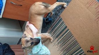 Ράτσα: Βελγικός Ποιμενικός Μαλινουά - Belgian Malinois | Ηλικία: 5 μηνών | Φύλο: Θηλυκό | Αρ. Microchip: 0000000000 | Περιοχή: Σπάρτη, Πελλοπόνησος