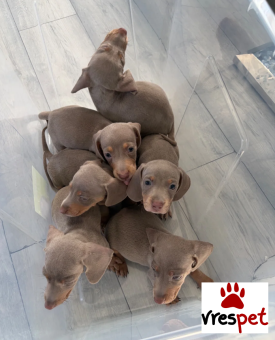 Ράτσα: Ντάτς χάουντ - Dach hound | Ηλικία: 2,5 μηνών | Φύλο: Θηλυκό | Αρ. Microchip: 747648928476 | Ιδιώτης | Εκπαιδευμένο | Pedigree | Περιοχή: Αθήνα, Αττική
