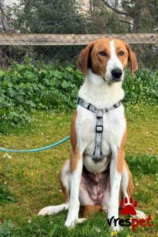 Ράτσα: Μπίγκλ - Beagle | Ηλικία: 1 έτους | Φύλο: Θηλυκό | Αρ. Microchip: 0 | Ημίαιμο | Περιοχή: Γλυφάδα, Αττική