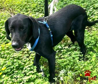 Ράτσα: Άγνωστο - Ημίαιμο | Ηλικία: 1 έτους | Φύλο: Αρσενικό | Αρ. Microchip: - | Περιοχή: Νέα Σμύρνη, Αττική