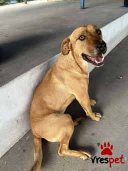 Ράτσα: Πίτ μπούλ - pitbull | Ηλικία: 5+ | Φύλο: Αρσενικό | Αρ. Microchip: 0 | Ημίαιμο | Περιοχή: Γλυφάδα, Αττική