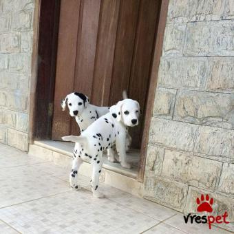 Ράτσα: Δαλματίας - Dalmatian | Ηλικία: 2,5 μηνών | Φύλο: Αρσενικό | Αρ. Microchip: 900123456789127 | Ιδιώτης | Εκπαιδευμένο | Pedigree | Περιοχή: Αθήνα, Αττική